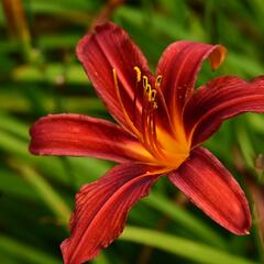 Denivka 'Crimson Pirate' - Hemerocallis 'Crimson Pirate'