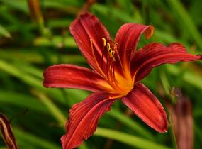 Denivka 'Crimson Pirate' - Hemerocallis 'Crimson Pirate'
