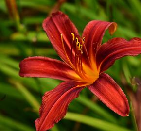 Denivka 'Crimson Pirate' - Hemerocallis 'Crimson Pirate'