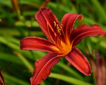 Denivka 'Crimson Pirate'