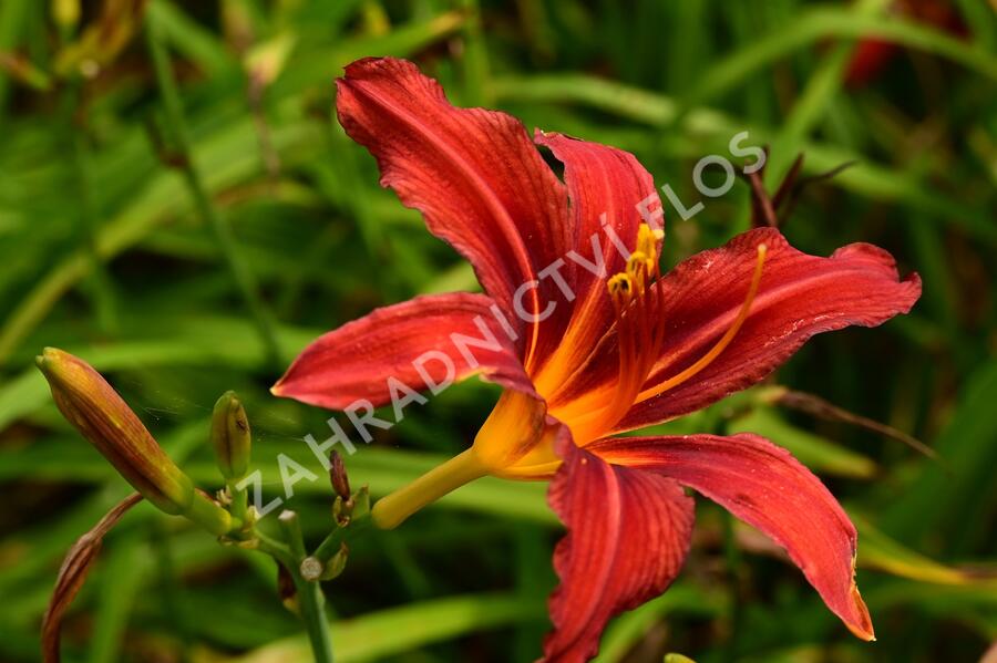 Denivka 'Crimson Pirate' - Hemerocallis 'Crimson Pirate'
