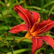 Denivka 'Crimson Pirate' - Hemerocallis 'Crimson Pirate'