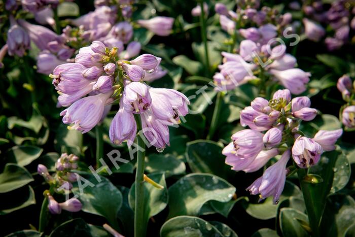 Bohyška 'Blue Mouse Ears' - Hosta 'Blue Mouse Ears'