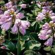 Bohyška 'Blue Mouse Ears' - Hosta 'Blue Mouse Ears'