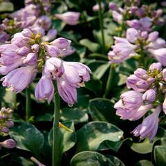 Bohyška 'Blue Mouse Ears' - Hosta 'Blue Mouse Ears'