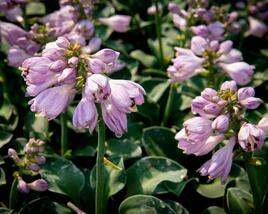 Bohyška 'Blue Mouse Ears'