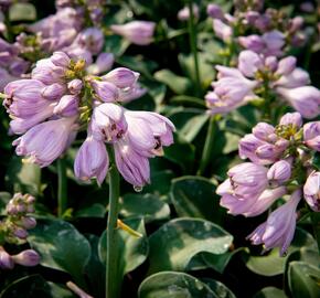 Bohyška 'Blue Mouse Ears' - Hosta 'Blue Mouse Ears'