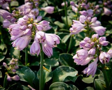 Bohyška 'Blue Mouse Ears'