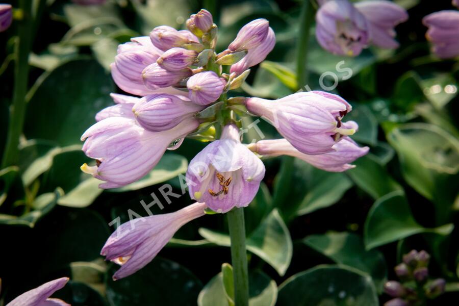 Bohyška 'Blue Mouse Ears' - Hosta 'Blue Mouse Ears'
