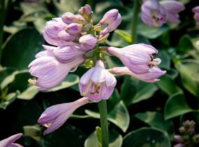 Bohyška 'Blue Mouse Ears' - Hosta 'Blue Mouse Ears'