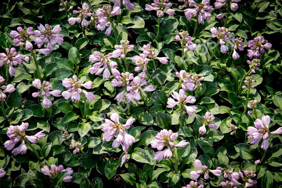 Bohyška 'Blue Mouse Ears' - Hosta 'Blue Mouse Ears'