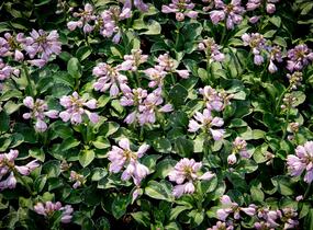 Bohyška 'Blue Mouse Ears' - Hosta 'Blue Mouse Ears'