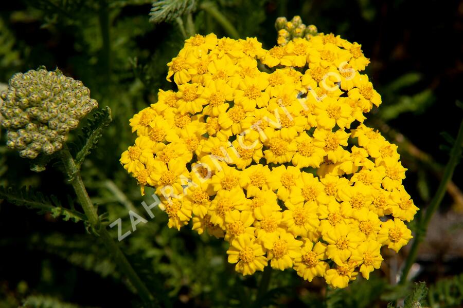 Řebříček 'Little Moonshine' - Achillea hybridum 'Little Moonshine'