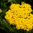 Řebříček 'Little Moonshine' - Achillea hybridum 'Little Moonshine'