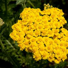 Řebříček 'Little Moonshine' - Achillea hybridum 'Little Moonshine'