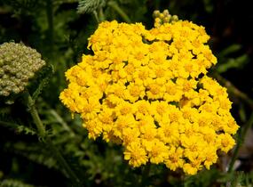 Řebříček 'Little Moonshine' - Achillea hybridum 'Little Moonshine'