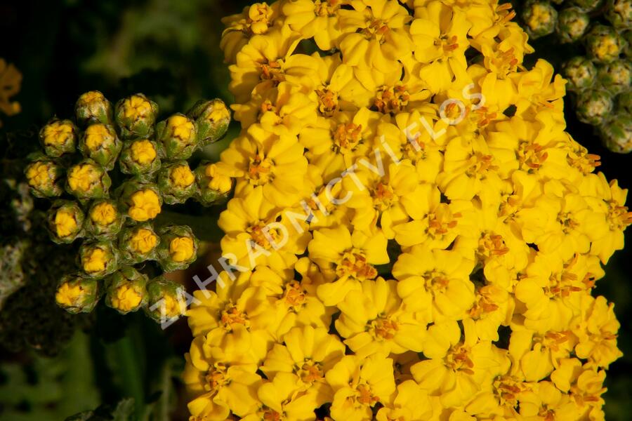 Řebříček 'Little Moonshine' - Achillea hybridum 'Little Moonshine'