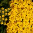 Řebříček 'Little Moonshine' - Achillea hybridum 'Little Moonshine'