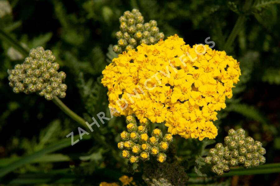 Řebříček 'Little Moonshine' - Achillea hybridum 'Little Moonshine'