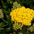 Řebříček 'Little Moonshine' - Achillea hybridum 'Little Moonshine'