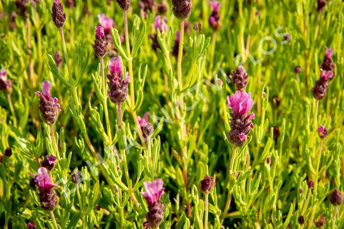 Levandule korunkatá 'Papillon Light Rose' - Lavandula stoechas 'Papillon Light Rose'