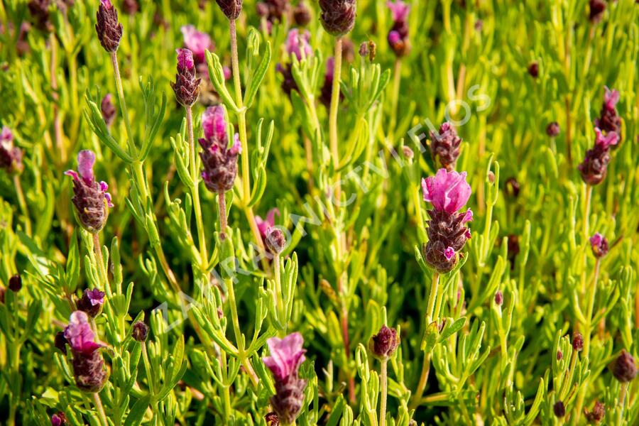 Levandule korunkatá 'Papillon Light Rose' - Lavandula stoechas 'Papillon Light Rose'