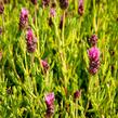 Levandule korunkatá 'Papillon Light Rose' - Lavandula stoechas 'Papillon Light Rose'