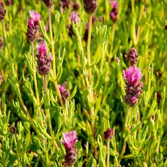 Levandule korunkatá 'Papillon Light Rose' - Lavandula stoechas 'Papillon Light Rose'