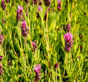 Levandule korunkatá 'Papillon Light Rose' - Lavandula stoechas 'Papillon Light Rose'