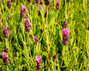 Levandule korunkatá 'Papillon Light Rose'