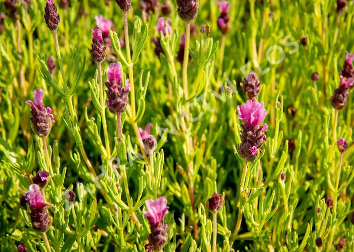 Levandule korunkatá 'Papillon Light Rose' - Lavandula stoechas 'Papillon Light Rose'
