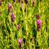 lavandula-stoechas-papillon-light-rose.jpg