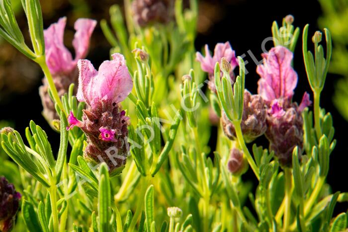 Levandule korunkatá 'Papillon Deep Rose' - Lavandula stoechas 'Papillon Deep Rose'