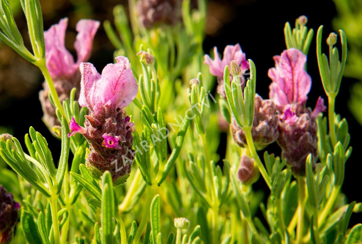 Levandule korunkatá 'Papillon Deep Rose' - Lavandula stoechas 'Papillon Deep Rose'