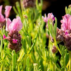 Levandule korunkatá 'Papillon Deep Rose' - Lavandula stoechas 'Papillon Deep Rose'