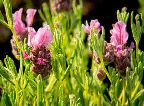 Levandule korunkatá 'Papillon Deep Rose' - Lavandula stoechas 'Papillon Deep Rose'