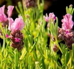 Levandule korunkatá 'Papillon Deep Rose' - Lavandula stoechas 'Papillon Deep Rose'