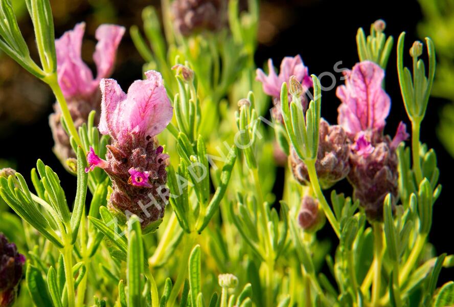 Levandule korunkatá 'Papillon Deep Rose' - Lavandula stoechas 'Papillon Deep Rose'