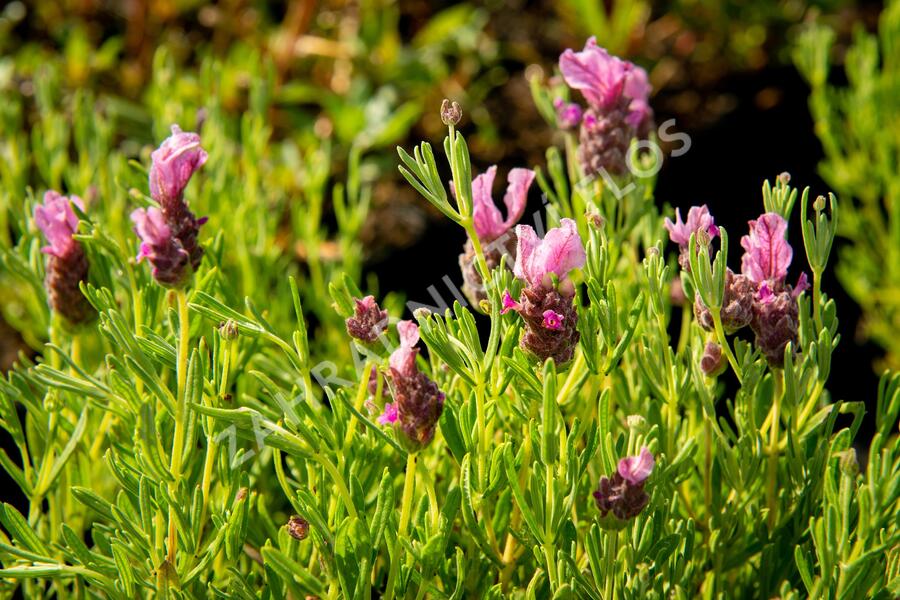 Levandule korunkatá 'Papillon Deep Rose' - Lavandula stoechas 'Papillon Deep Rose'