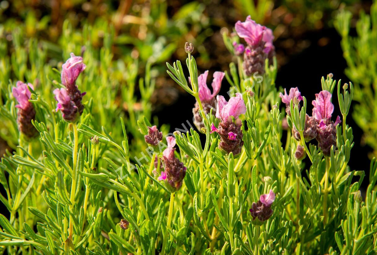 Levandule korunkatá 'Papillon Deep Rose' - Lavandula stoechas 'Papillon Deep Rose'