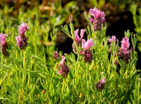 Levandule korunkatá 'Papillon Deep Rose' - Lavandula stoechas 'Papillon Deep Rose'