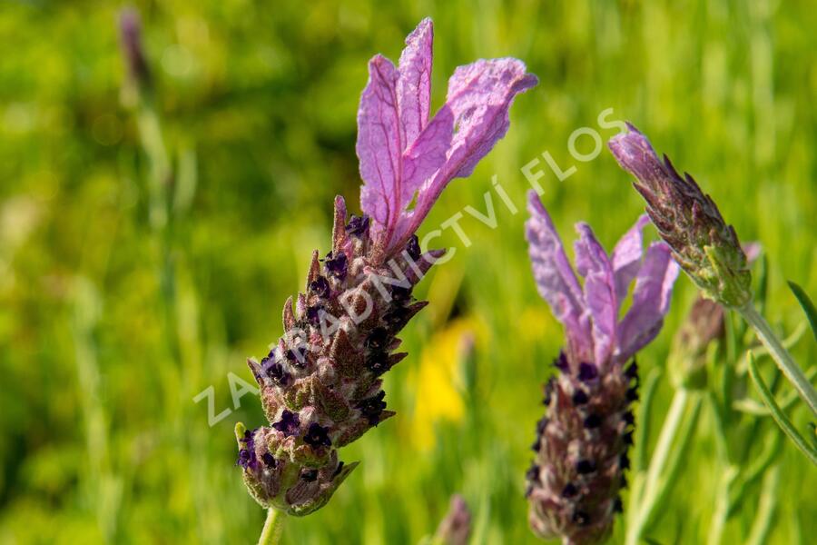 Levandule korunkatá 'Speedy Purple' - Lavandula stoechas 'Speedy Purple'