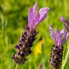 Levandule korunkatá 'Speedy Purple' - Lavandula stoechas 'Speedy Purple'