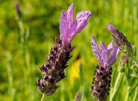 Levandule korunkatá 'Speedy Purple' - Lavandula stoechas 'Speedy Purple'