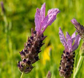 Levandule korunkatá 'Speedy Purple' - Lavandula stoechas 'Speedy Purple'