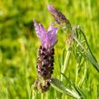 Levandule korunkatá 'Speedy Purple' - Lavandula stoechas 'Speedy Purple'