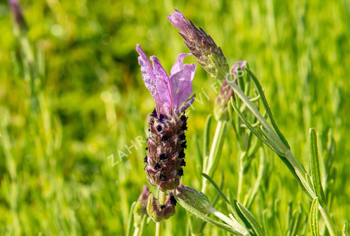 Levandule korunkatá 'Speedy Purple' - Lavandula stoechas 'Speedy Purple'