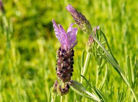 Levandule korunkatá 'Speedy Purple' - Lavandula stoechas 'Speedy Purple'