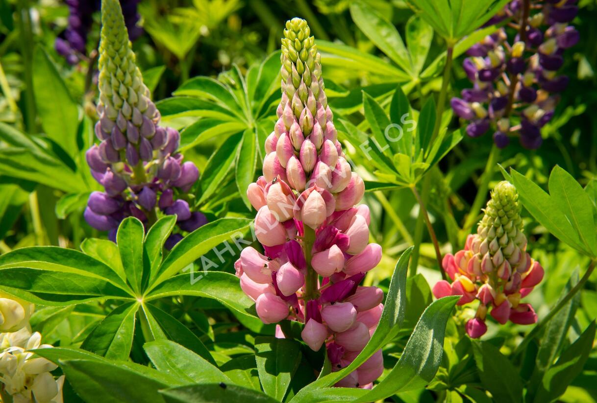 Lupina mnoholistá 'Gallery Mix' - Lupinus polyphyllus 'Gallery Mix'