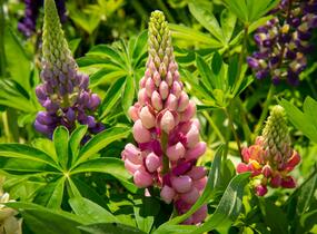 Lupina mnoholistá 'Gallery Mix' - Lupinus polyphyllus 'Gallery Mix'